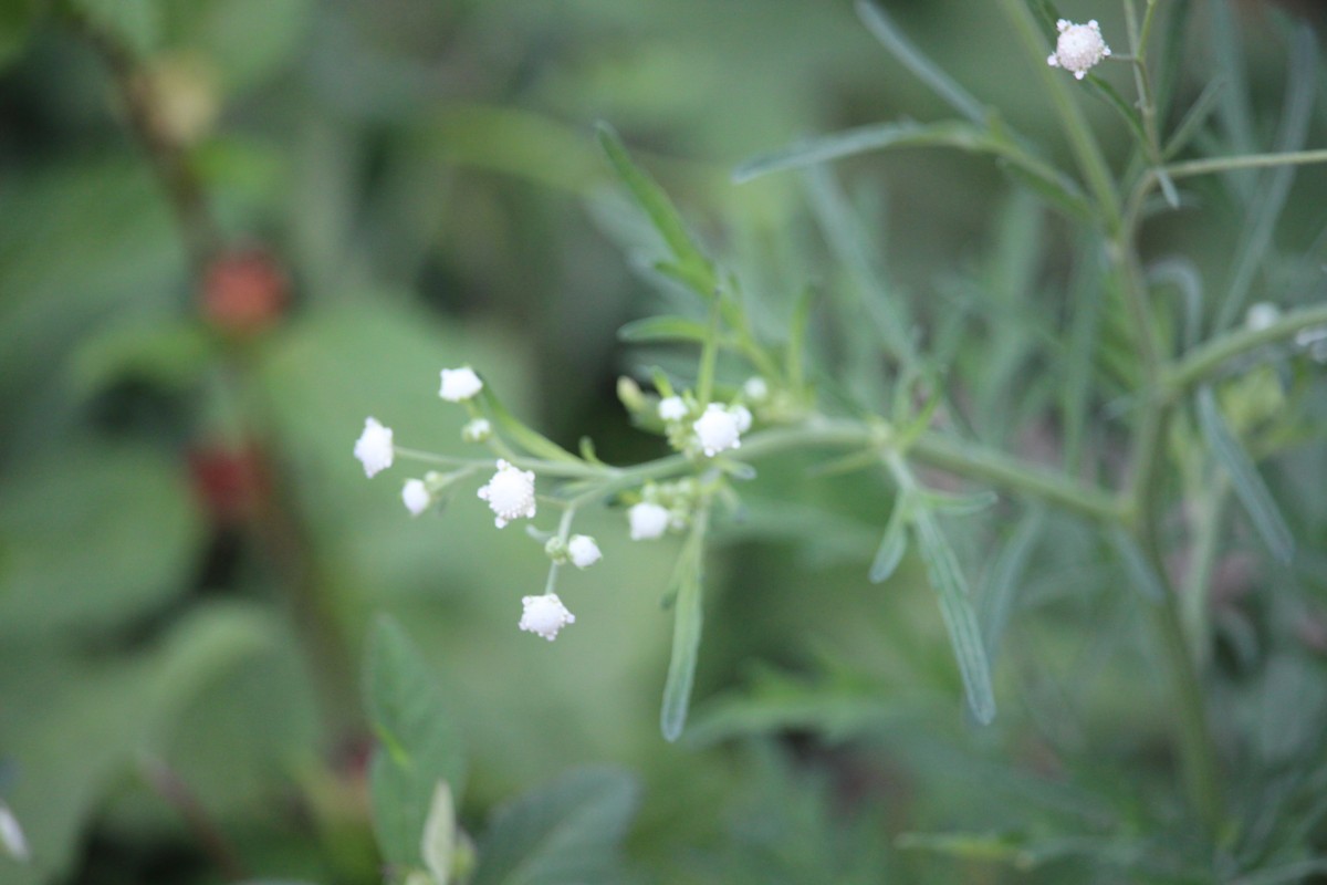 Parthenium hysterophorus L.